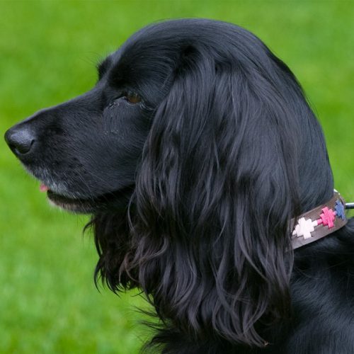 Polo Dog Collar 780 Berry/Navy/Pink - Image 2