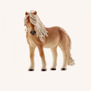 Icelandic Pony Mare