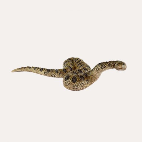Green Anaconda