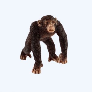 Chimpanzee Male