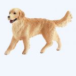 Golden Retriever Female