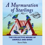 A Murmuration of Starlings by Steve Palin