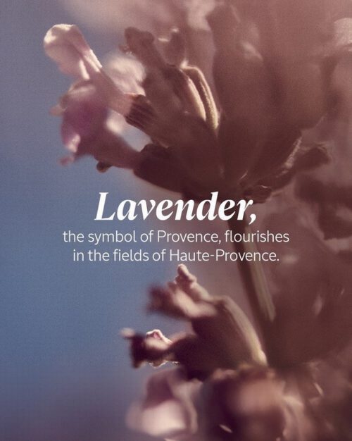 Lavender 250ml Shower Gel - Image 3